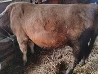 ثور, Simmental cattle — الصورة 5
