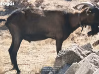 تيس, Alpine goat — الصورة 5