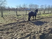 Stute, Nonius horse — Foto 7