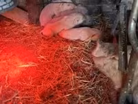 Säue, Schweine — Foto 2
