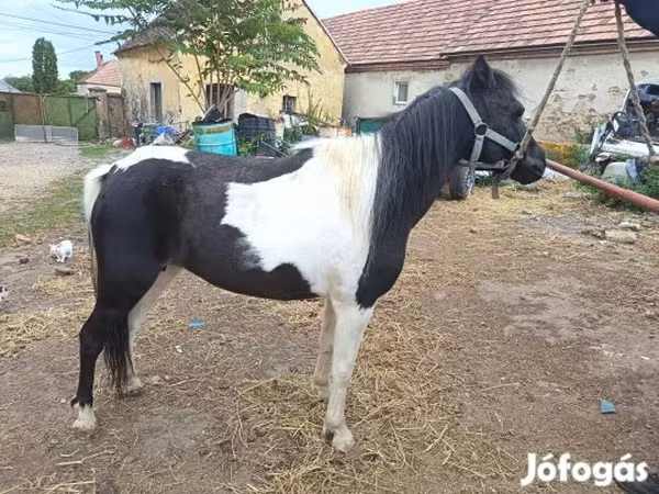 Kobila, Коњи