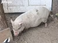 母猪, Гёттингенский минипиг — 照片 2