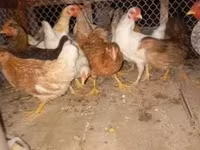 galinha dinamarquesa — foto 3