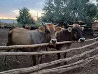Krava, Alatau pasmina — fotografija 3
