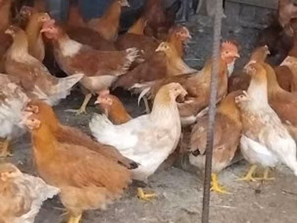 Chickens