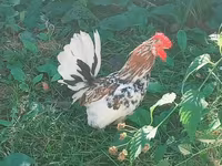 Japanski bantam — fotografija 2