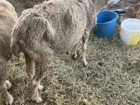 母羊, Sheep — 照片 4