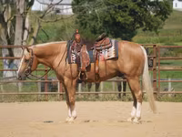 Horse (M), Quarter Horse — photo 1