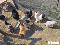 Chickens — 照片 5
