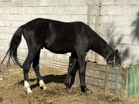Kobila, Friesian sport horse — fotografija 3
