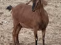 Koza, Nubian Goat — fotografija 7