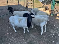 भेड़, Dorper sheep — फ़ोटो 5