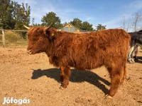 Vaca, Highland — foto 4