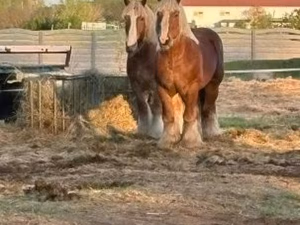 Cavalo, Belgian Draught