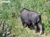 Boar, Вьетнамская вислобрюхая — photo 1