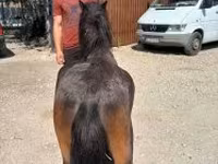 公马, Horses — 照片 2