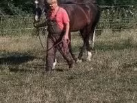 Cavalo, Dutch warmblood horse — foto 5