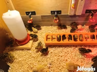Quails — fotografija 1