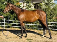 雌馬, Hungarian horse breed — 写真 1