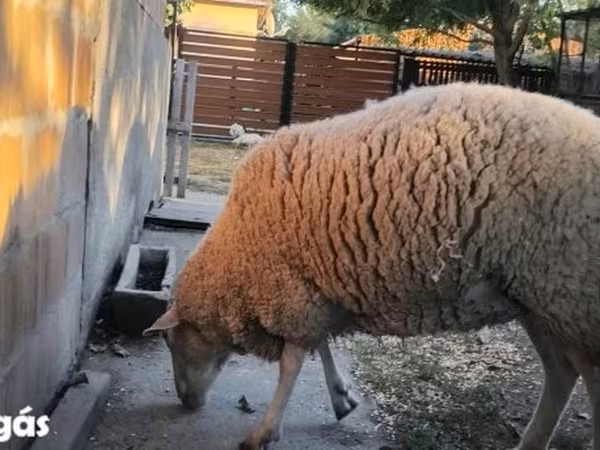 Sheep, Sheep