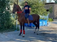 Pastuv, Arabian horse — fotografija 1