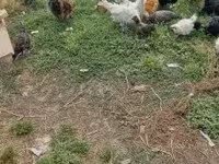 Ducks — zdjęcie 6