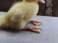 Ducks — photo 2