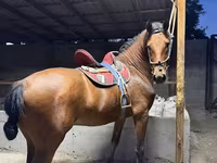 At, Akhal-Teke — foto 5