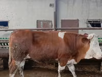 Cow, Simmental cattle — photo 3