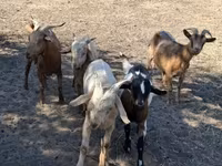 Kozioł, Kozy — zdjęcie 2