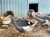 Geese — foto 2
