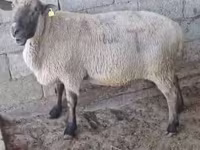 Ovan, Hampshire sheep — fotografija 3