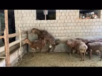 Ovan, Hissar sheep — fotografija 1