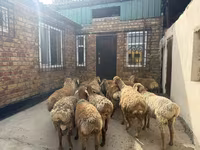 Qoʻchqor, Rhon sheep — 4-rasm