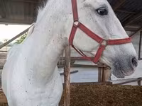 فرس, Lipizzaner — الصورة 3