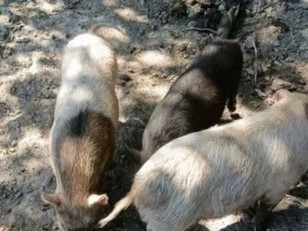 Хряк, Вьетнамская вислобрюхая