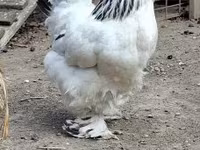 Brahma — foto 2