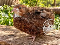 Quails — fotografija 8
