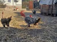 gallina danesa — foto 2