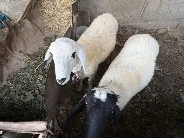 Ovan, Овце