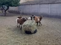 मेढ़ा, Cameroon sheep — फ़ोटो 8