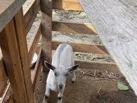 Koza, Fergana goat — fotografija 6