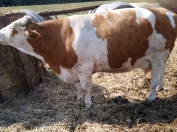 雌牛, Simmental cattle — ハンガリー
