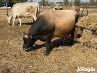 गाय, जर्सी नस्ल — फ़ोटो 3