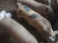 猪（批次，未指定性别）, Pigs — 照片 1
