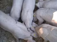 नर सूअर, सूअर — फ़ोटो 1