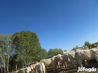 公牛, Charolais cattle — 照片 1