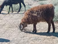 Ovan, Edilbay sheep — fotografija 3