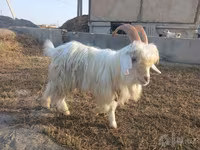 Kozioł, Kozy — zdjęcie 1