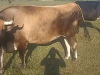 Krava, Simmental cattle — fotografija 2